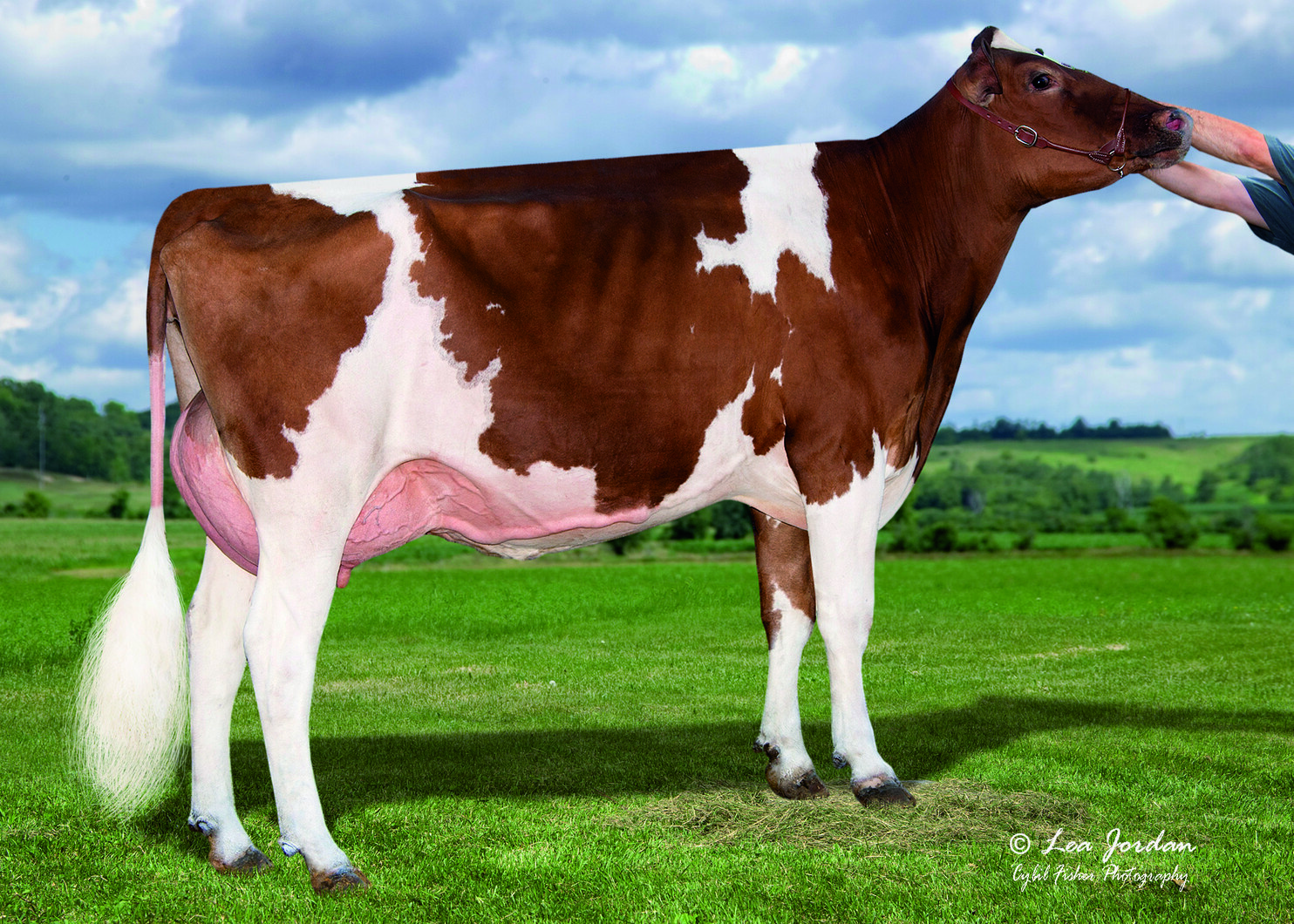 BARON RED — 515HO00457